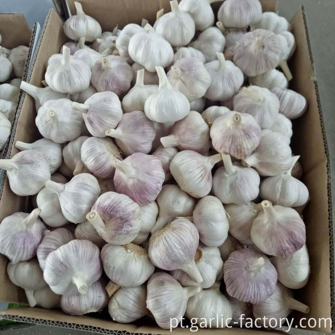 Factory Wholesale Fresh Garlic Price